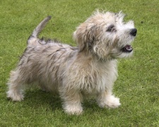Ирландский глен оф имаал терьер (Гленс) Glen of Imaal Terrier, Irish Glen of Imaal Terrier, Glen