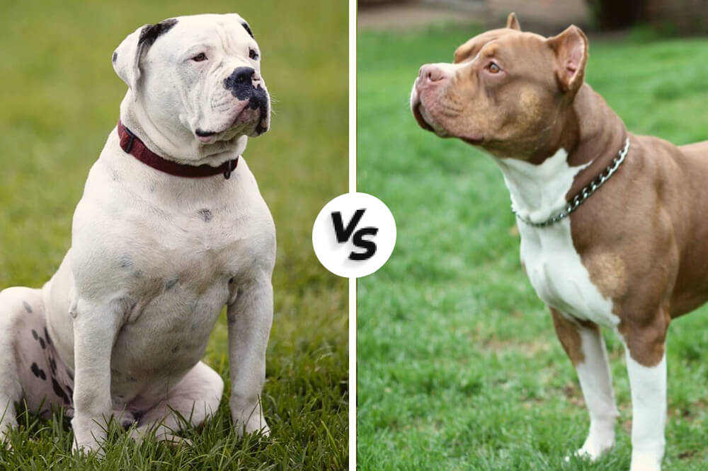 Американский бульдог против питбуля: кто сильнее?