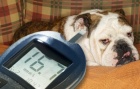 Лечение диабета у собак