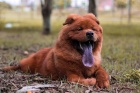 Факты о породе собак чау-чау из Китая