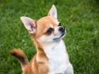 Чихуахуа. Интересные факты о породе маленьких собак с большой историей.