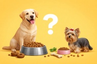 Чому корм для йорка не підходить лабрадору: розмір гранул та склад