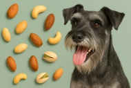 Можно ли давать собаке орехи?
