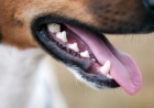 Стоматологическая анатомия собак