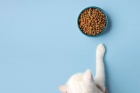 Как понять, что коту нравится его корм?