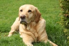 Лабрадор: интересные факты о добряке среди собак.