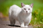 Порода кошек манчкин. Интересные факты о кошках с короткими ножками.
