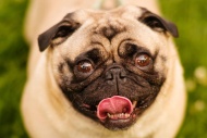 Цікаві факти про милу собачку породи мопс