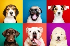 Породи собак: розмаїття та особливості