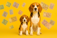 Сколько стоит щенок бигля?
