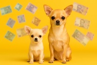 Сколько стоит щенок чихуахуа?