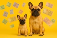 Сколько стоит щенок французского бульдога?