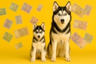Сколько стоит щенок хаски?