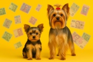 Сколько стоит щенок йоркширского терьера?