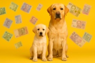 Сколько стоит щенок лабрадора?