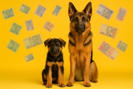 Сколько стоит щенок немецкой овчарки?