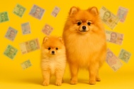 Сколько стоит щенок померанского шпица?