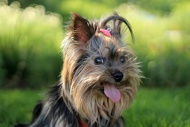 Йоркширский терьер: удивительные факты о породе