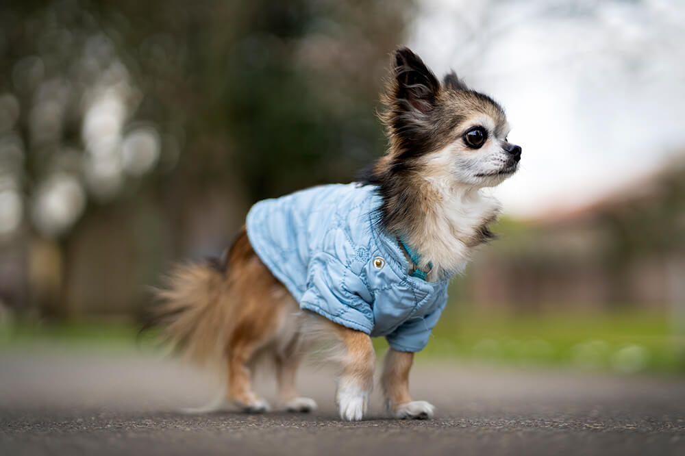куртка для собак