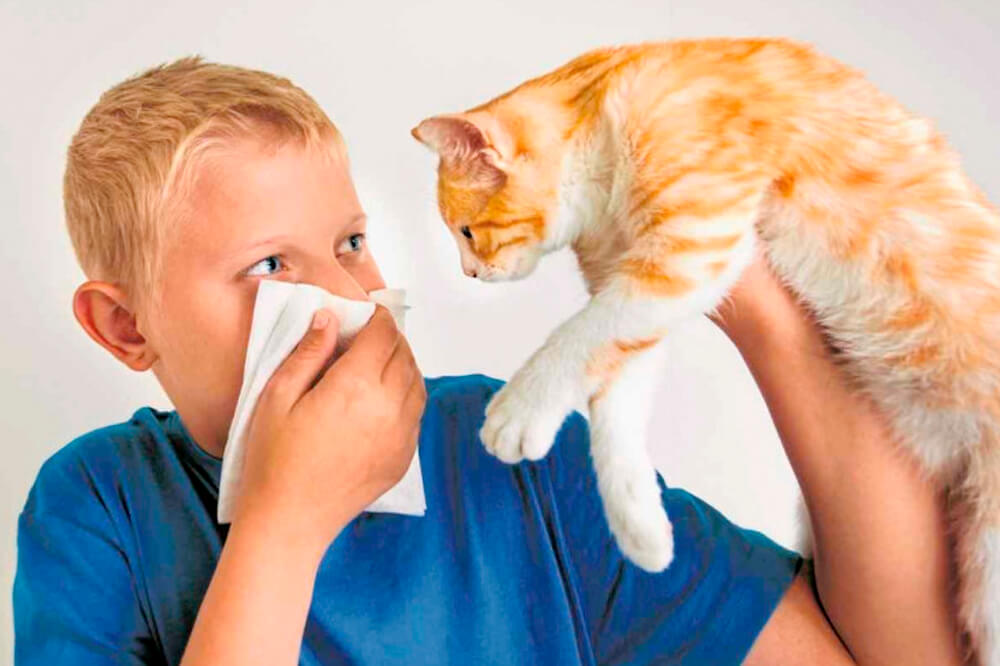 алергія на тварин
