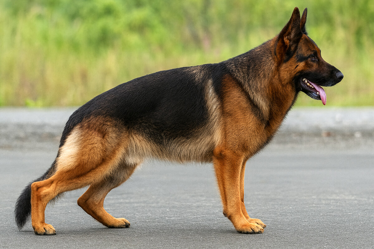 немецкая овчарка