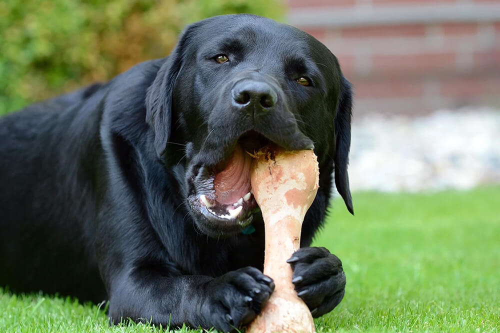 собака ест кость