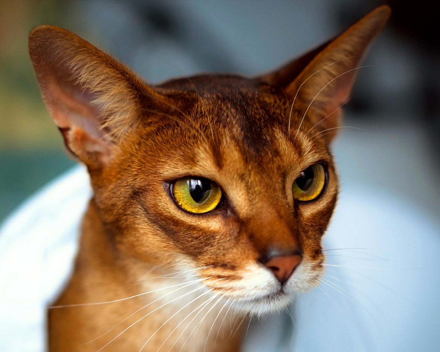 абиссинская кошка характер и описание
