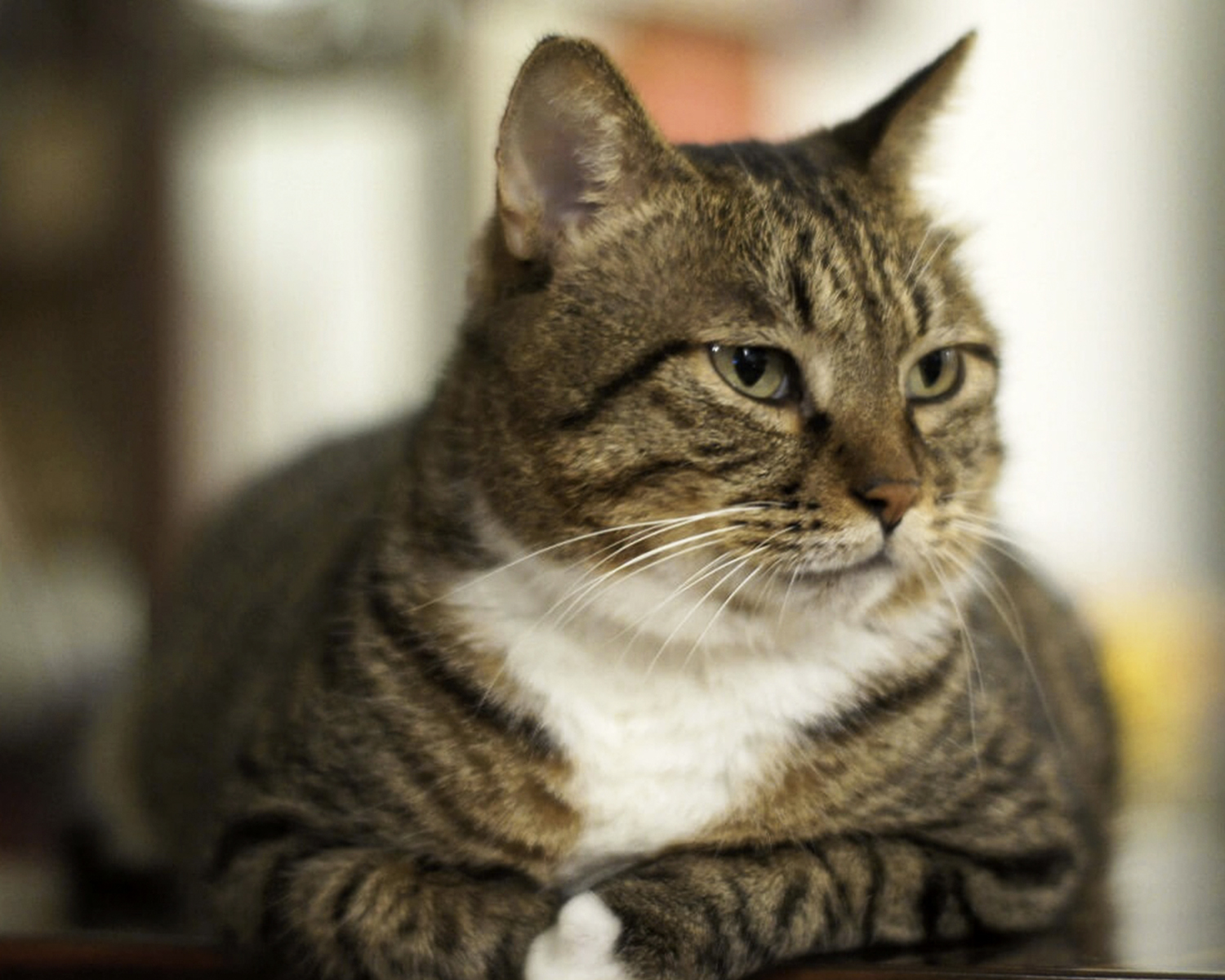 американский бобтейл кошки фото сколько стоит