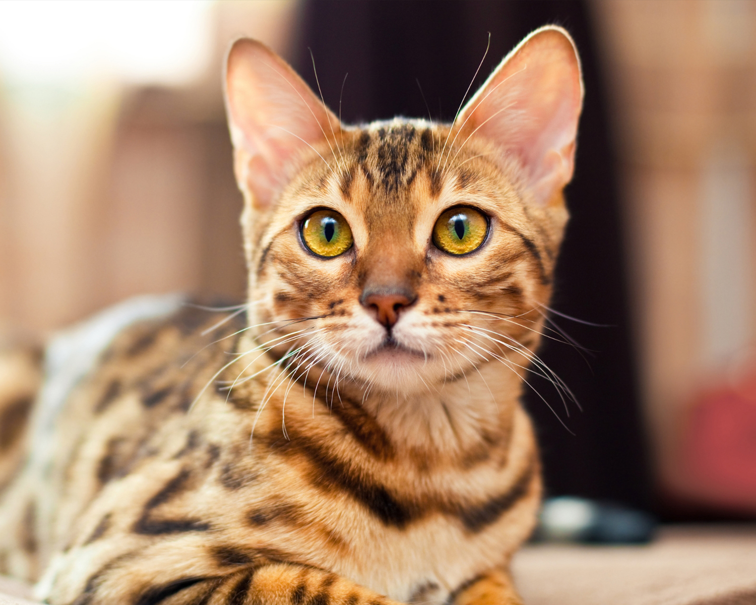 бенгальская кошка фото особенности породы