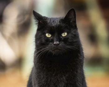 Бомбейская кошка Bombay, Small black Panther