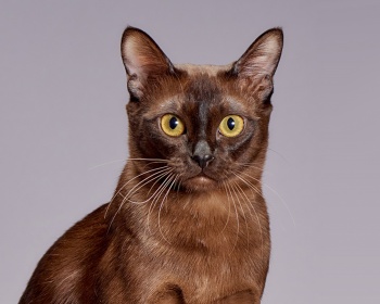 Бурманская кошка Burmese