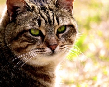 Калифорнийская сияющая кошка California Spangled Cat