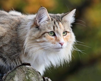 Норвежская лесная кошка Norwegian Forest Cat, Skaukatt, Norsk Skogkatt, Weegie