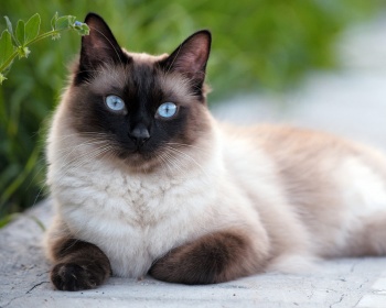 сиамская кошка котенок