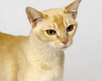 Цейлонская кошка Ceylon
