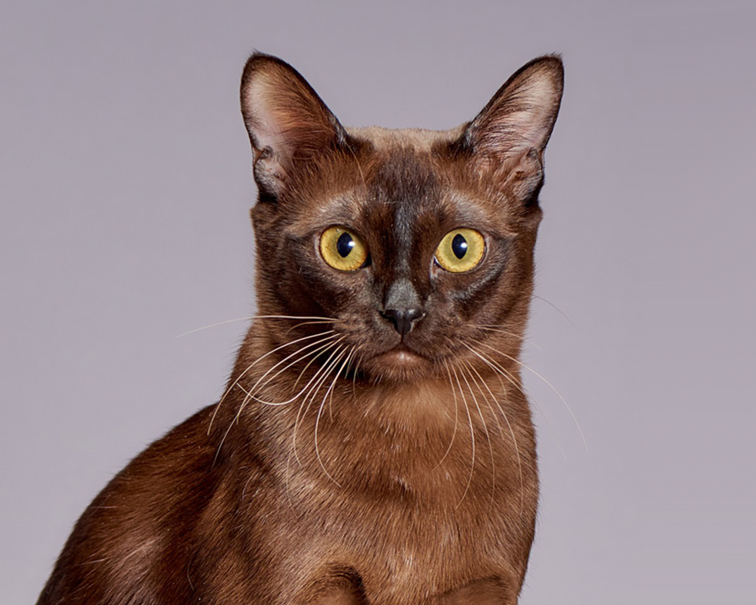 Бурманская кошка (бурма): фото, цена, описание породы, где купить,  питомники бурманской кошки, отзывы владельцев и характер породы бурманская  кошка.