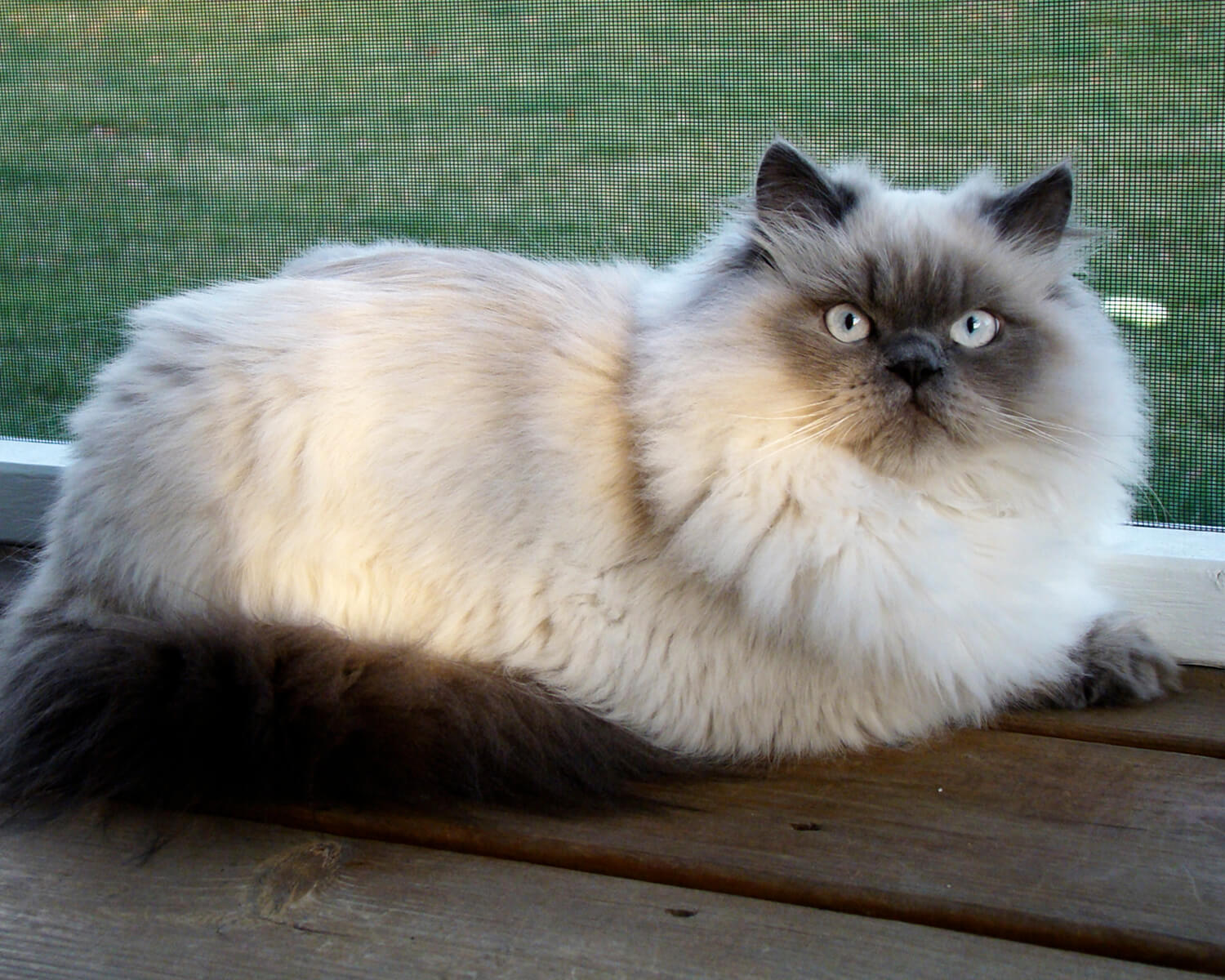 гималайская кошка фото котенка