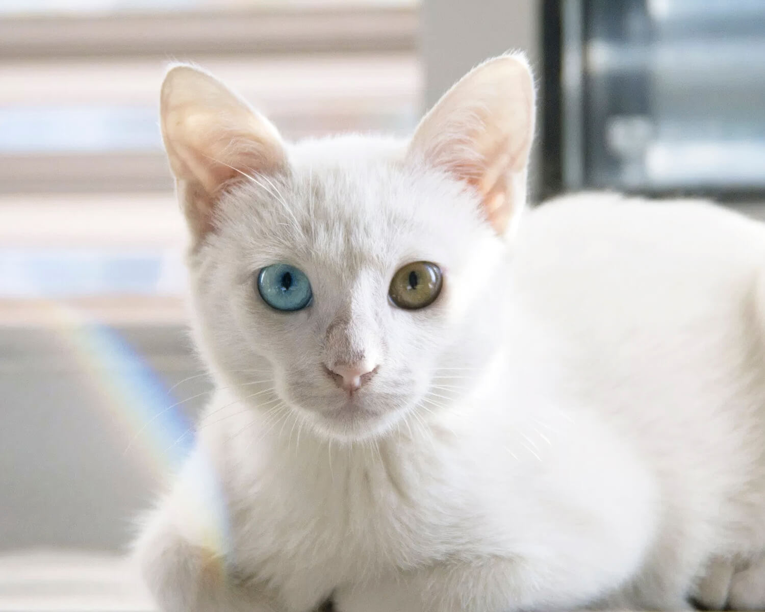 Као-мани - это древняя и редкая порода кошек, которая прекрасно подходит  для содержания в квартире.