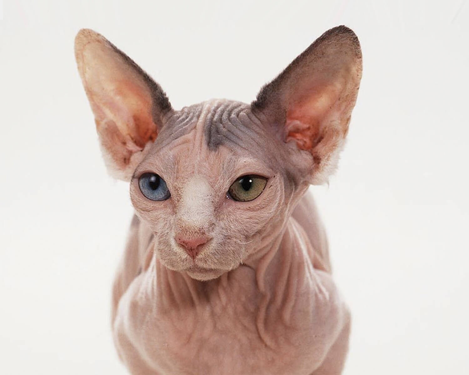 Порода минскин - это очень необычная новая порода кошек с короткими лапками.