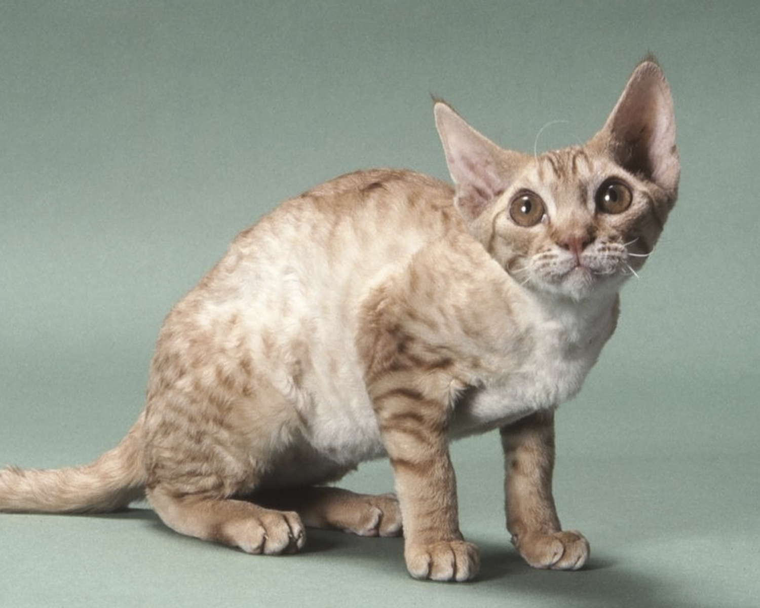 Немецкий Рекс Кошка Фото