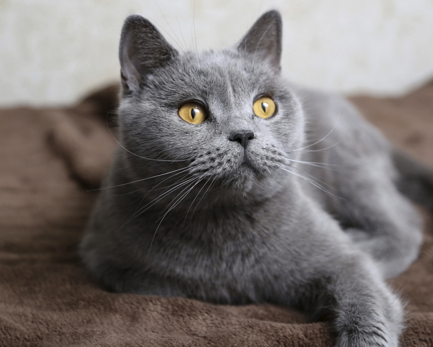 Шартрез - кошка спокойная и мягкая. Описание породы, характеристики, фото и  отзывы владельцев.