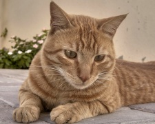 Арабский мау (аравийский мау) Arabian Mau, Alley cat