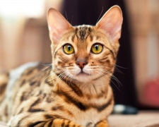 бенгальская кошка для аллергиков