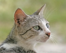 Бразильская короткошерстная кошка Brazilian Shorthair