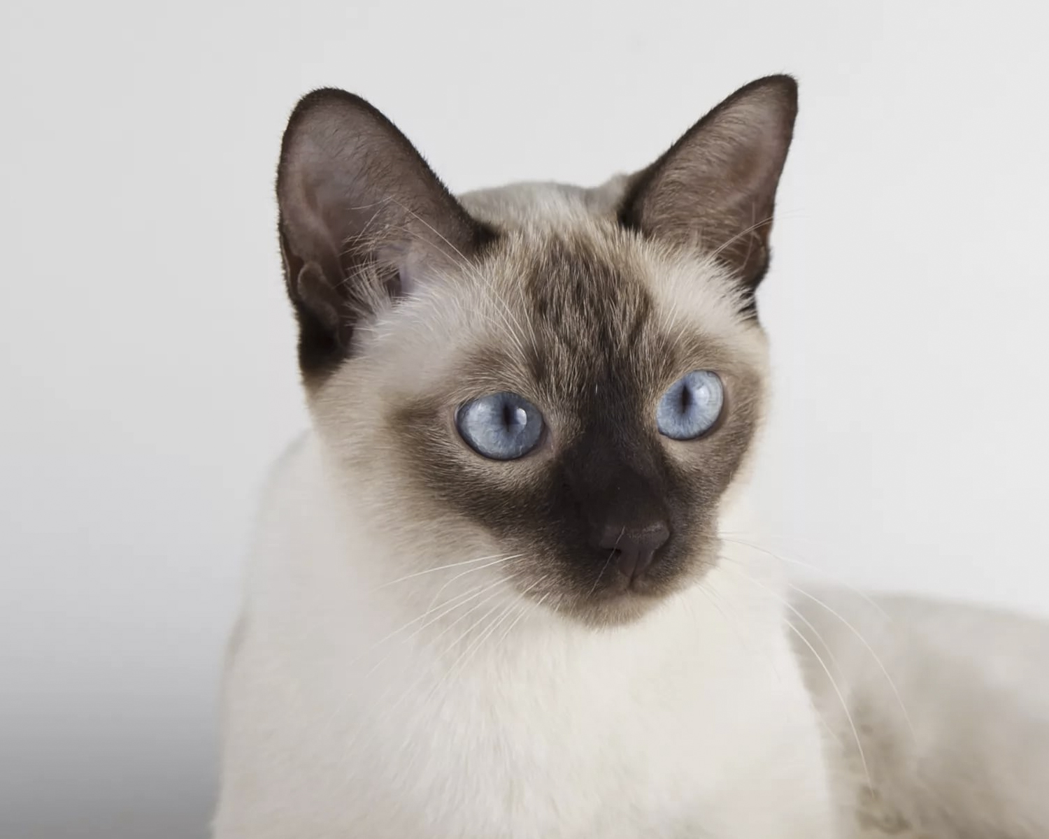 Тонкинская кошка - это очень умная порода кошек. Она имеет собственное  мнение по поводу происходящего вокруг них.