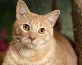 Азиатская табби Asian Tabby