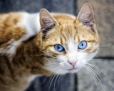 Охос азулес Ojos Azules Cat