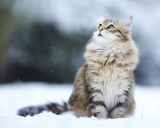 Сибирская кошка Siberian, Moscow Semi-longhair, HairSiberian Forest Cat