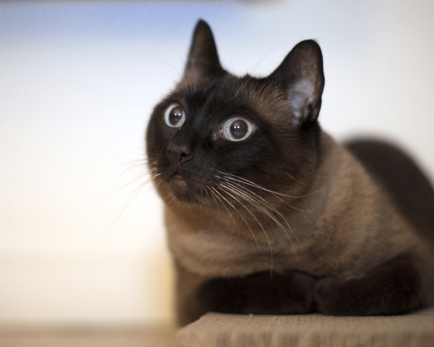 Йоркская шоколадная кошка - это очень умная и активная порода кошек.  Узнайте больше о йорке: описание, как ухаживать и отзывы.