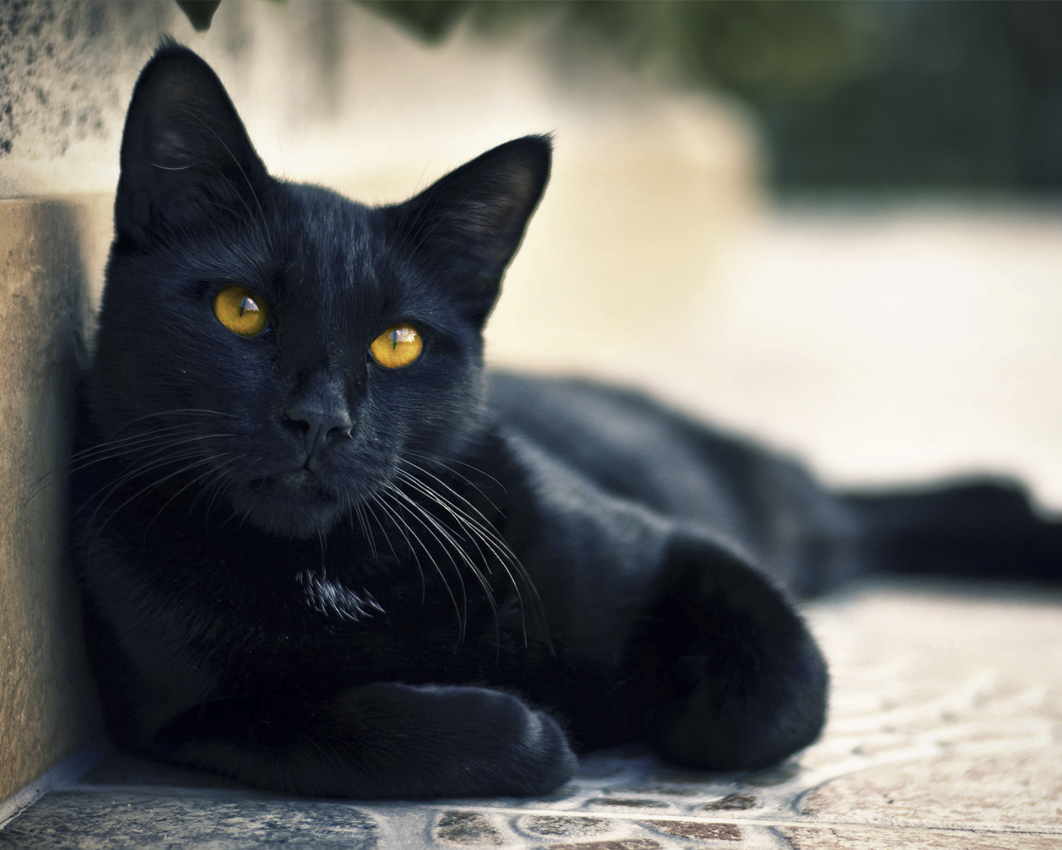 Черная Бомбейская кошка